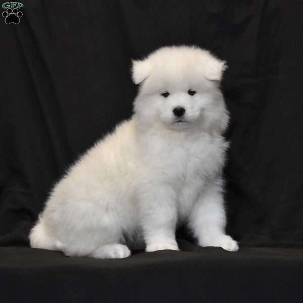 Abby, Samoyed Puppy